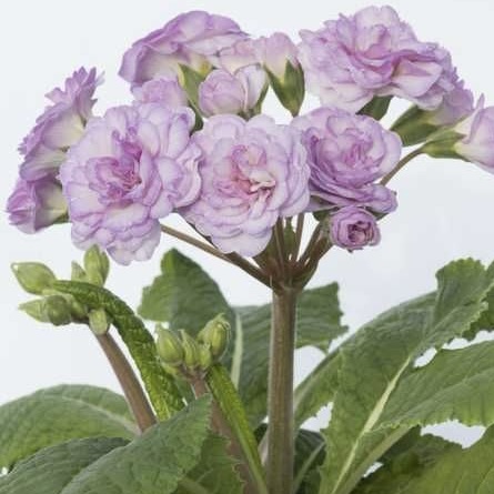 Примула Претти Полли "Софт Пинк" Р12