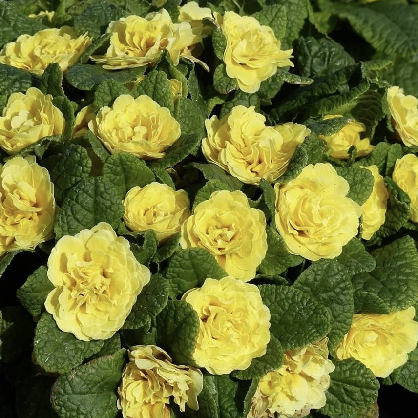 Примула Беларина "Спринг Сан" Р12