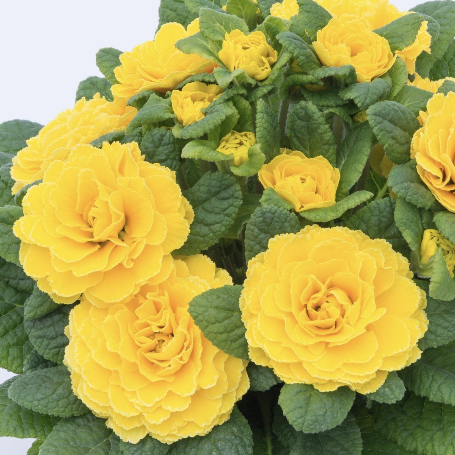 Примула Беларина "Спринг Сан" Р12