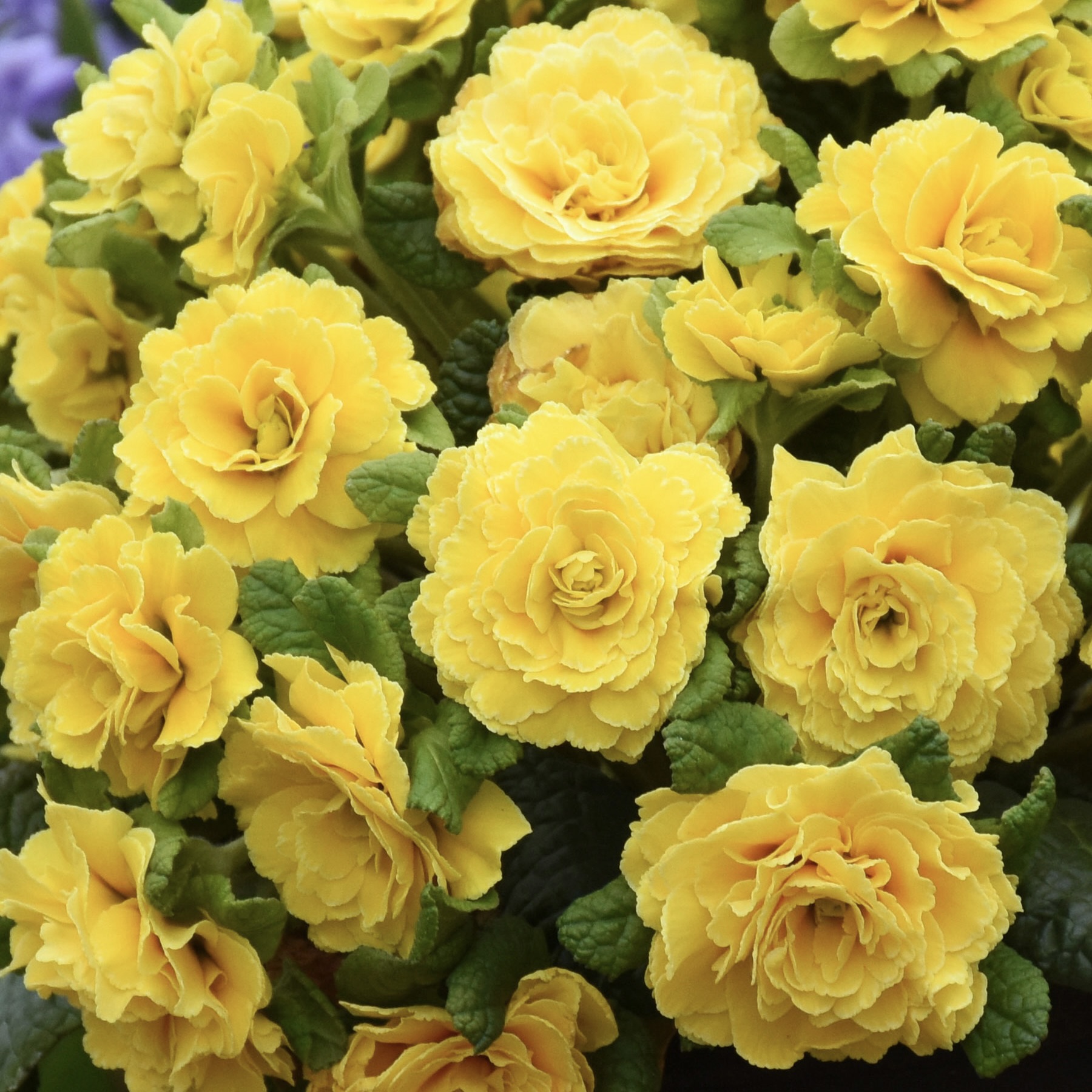 Примула Беларина "Спринг Сан" Р12