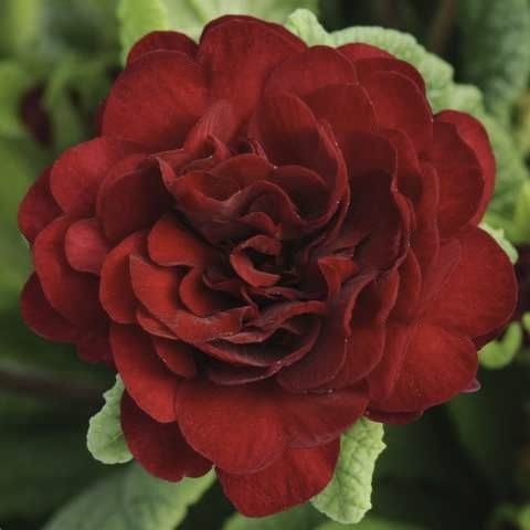 Примула Беларина "Валентин" Р12