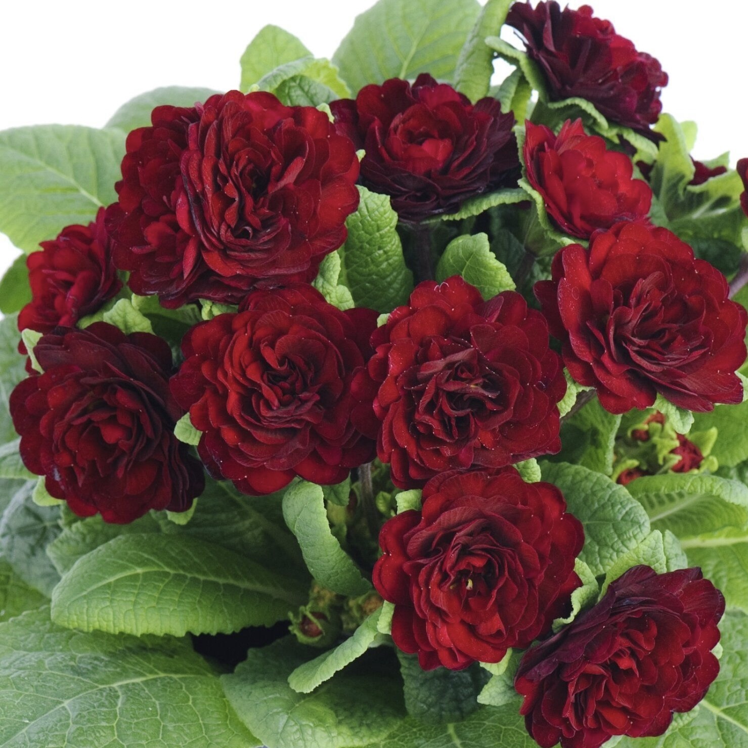 Примула Беларина "Валентин" Р12