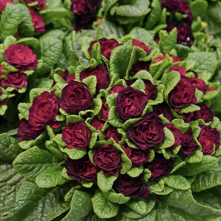 Примула Беларина "Валентин" Р12