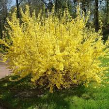 Форзиция промежуточная "Голдзаубер" (10-15 см)