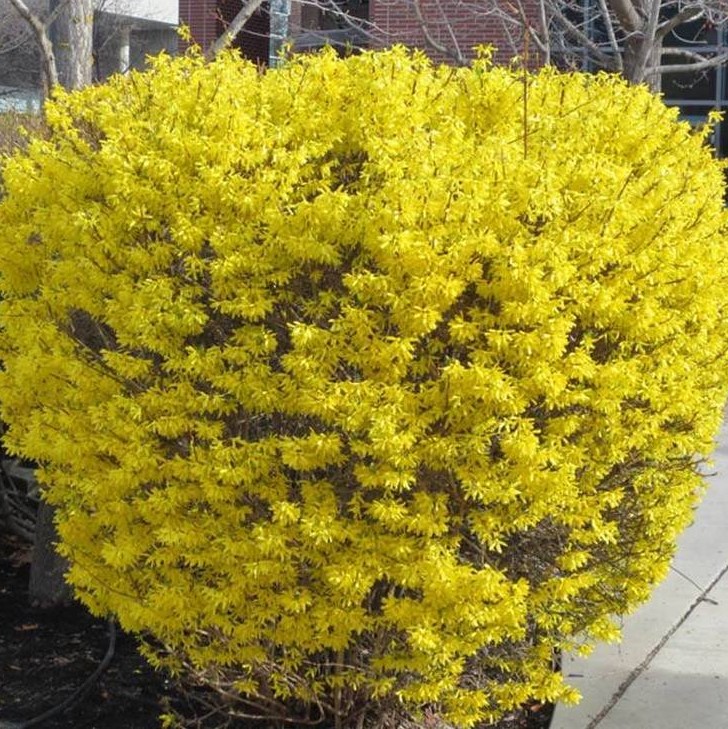 Форзиция промежуточная "Голдзаубер" (10-15 см)