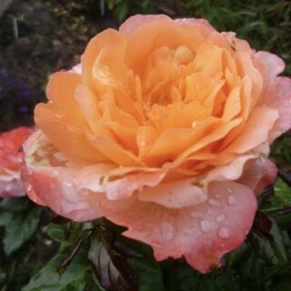 Роза чайно-гибридная "Мауриция"