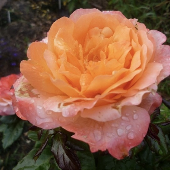 Роза чайно-гибридная "Мауриция"