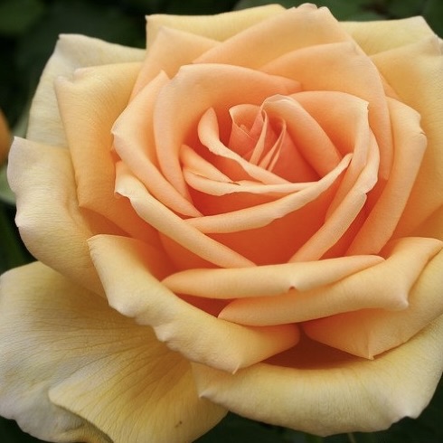 Роза чайно-гибридная "Валенсия"