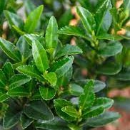 Бересклет японский "Грин Спайр" (10-15 см)