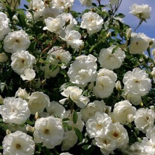 Роза плетистая "Шнеевитхен"