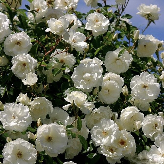 Роза плетистая "Шнеевитхен"