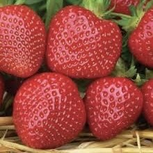 Плодовые растения