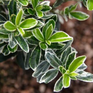 Бересклет японский "Микрофиллус Альбовариегатус" (10-15 см)