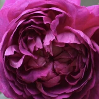 Роза английская "Рэйн де Виолетт"