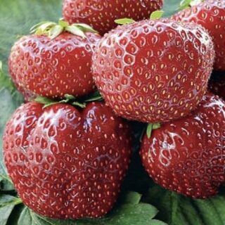 Клубника "Вима Занта" (ОКС)