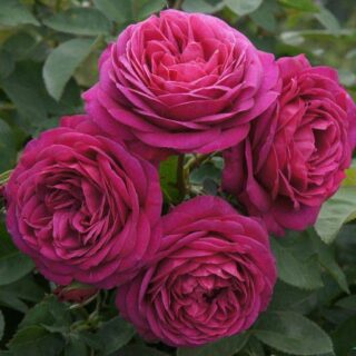 Роза флорибунда "Олд Порт"