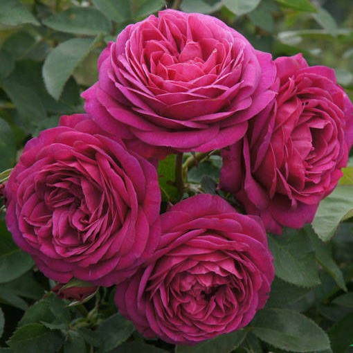 Роза флорибунда "Олд Порт"