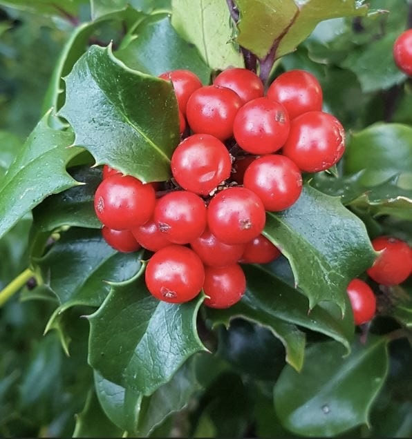 Падуб Мезерва "Блю Ангел" (10-15 см)