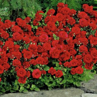 Роза флорибунда "Стромболи"