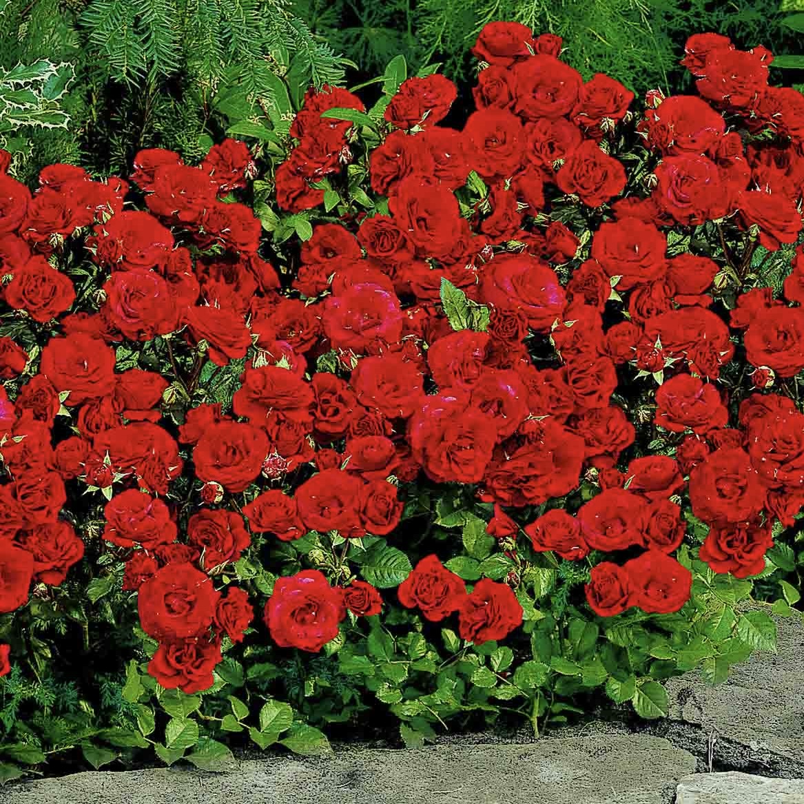 Роза флорибунда "Стромболи"