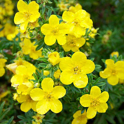 Лапчатка кустарниковая "Голдфингер" (10-15 см)