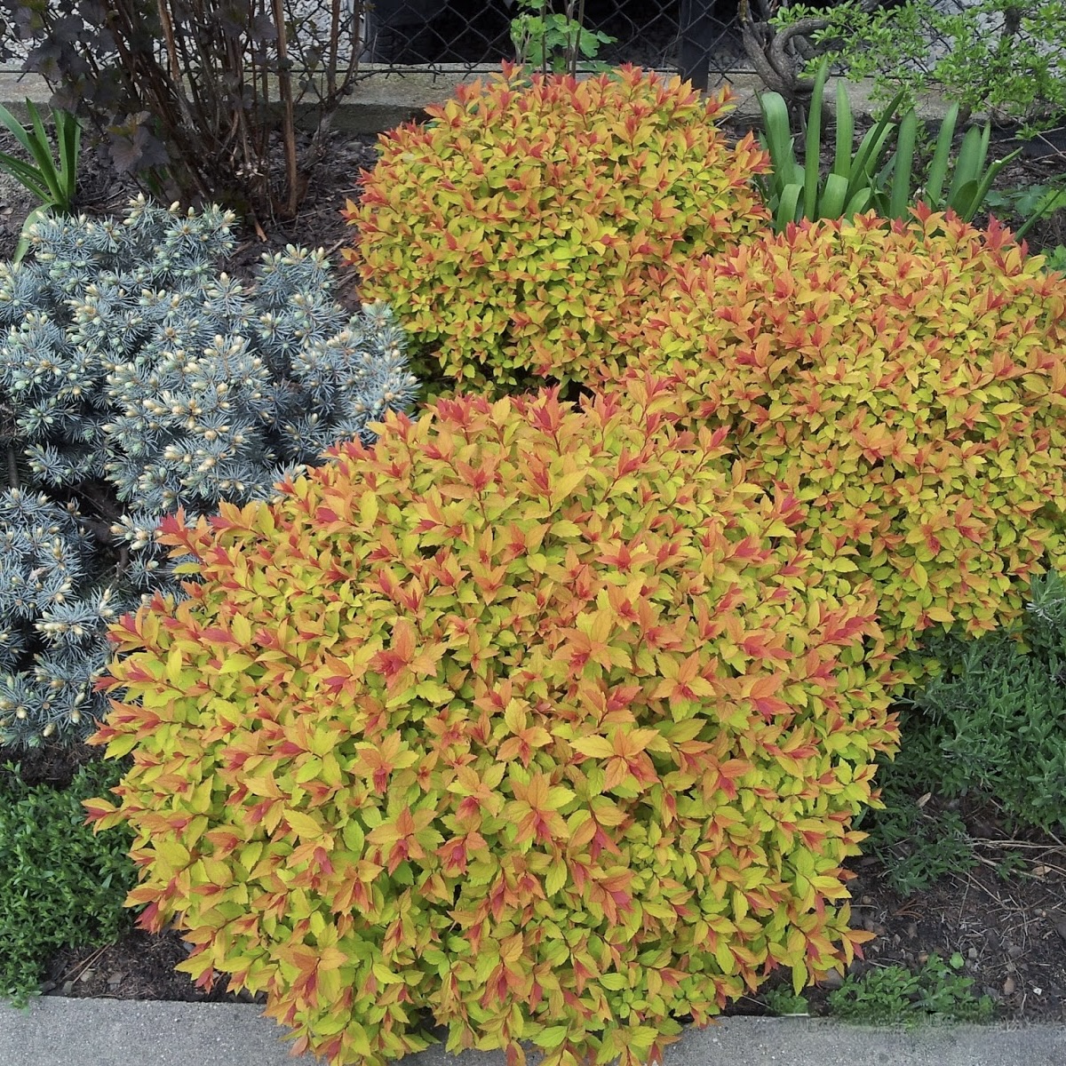 Спирея японская "Голд Маунд" (15-20 см)