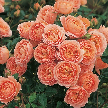 Роза штамбовая "Свит Дрим"