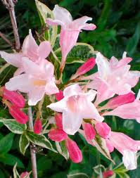 Вейгела "Сплендид" (15-20 см)