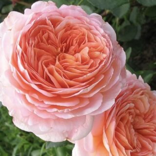 Роза английская "Абрахам Дерби"