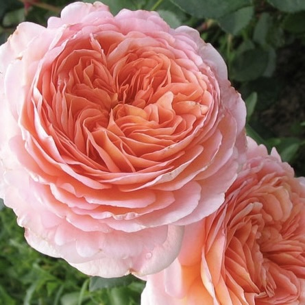 Роза английская "Абрахам Дерби"