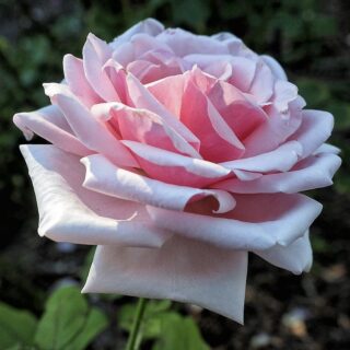 Роза чайно-гибридная "Савой Хотел"