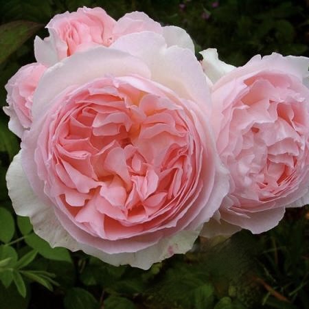 Роза Шарифа "Асма"