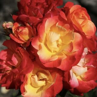 Роза флорибунда "Стромболи"