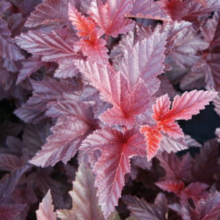 Пузыреплодник калинолистный "Андре" (до 10 см)