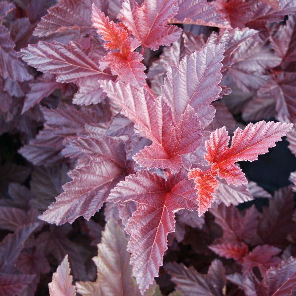 Пузыреплодник калинолистный "Андре" (до 10 см)