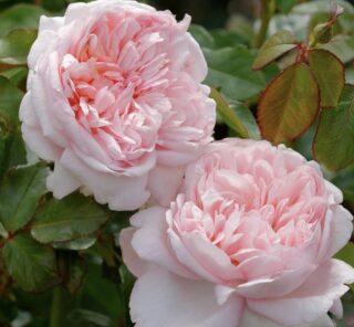 Роза чайно-гибридная "Мауриция"