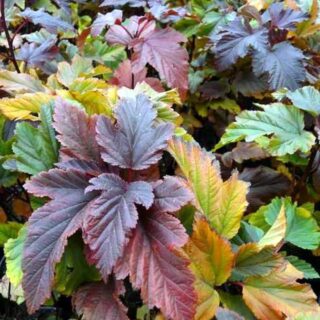 Пузыреплодник калинолистный "Здеховице" (15-20 см)