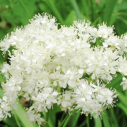 Лабазник (таволга) вязолистный