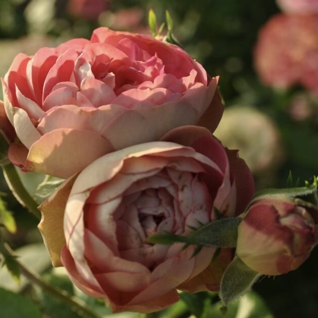 Роза флорибунда "Акрополис"