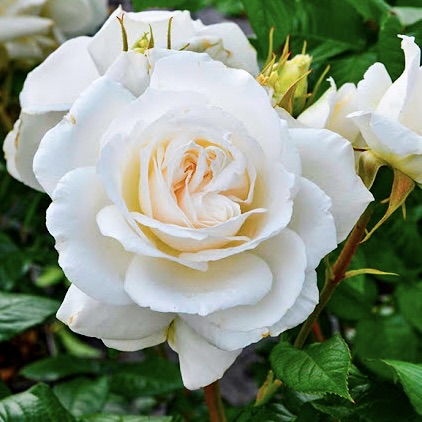 Роза чайно-гибридная "Анапурна"