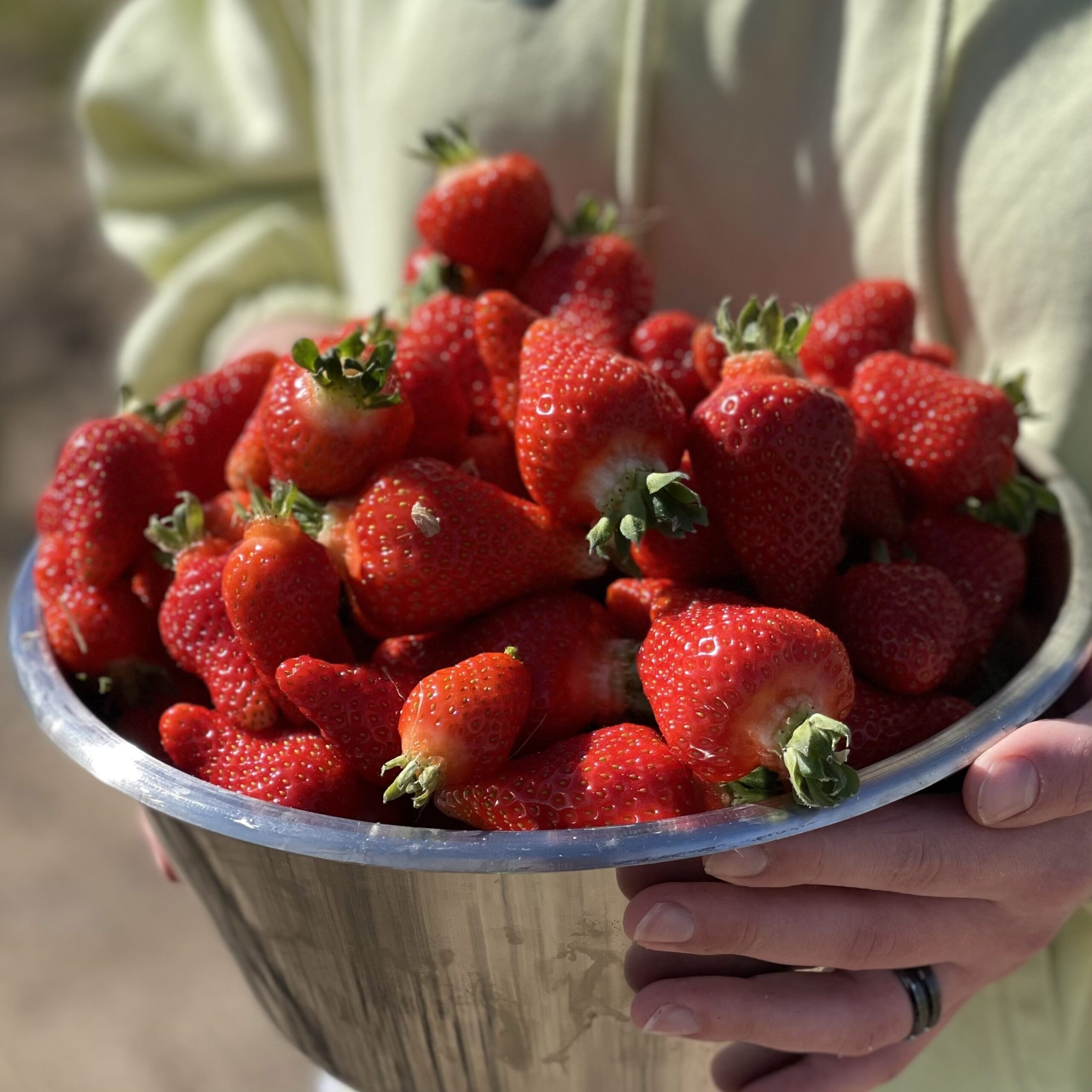 Клубника "Азия" (10 шт) (ОКС)
