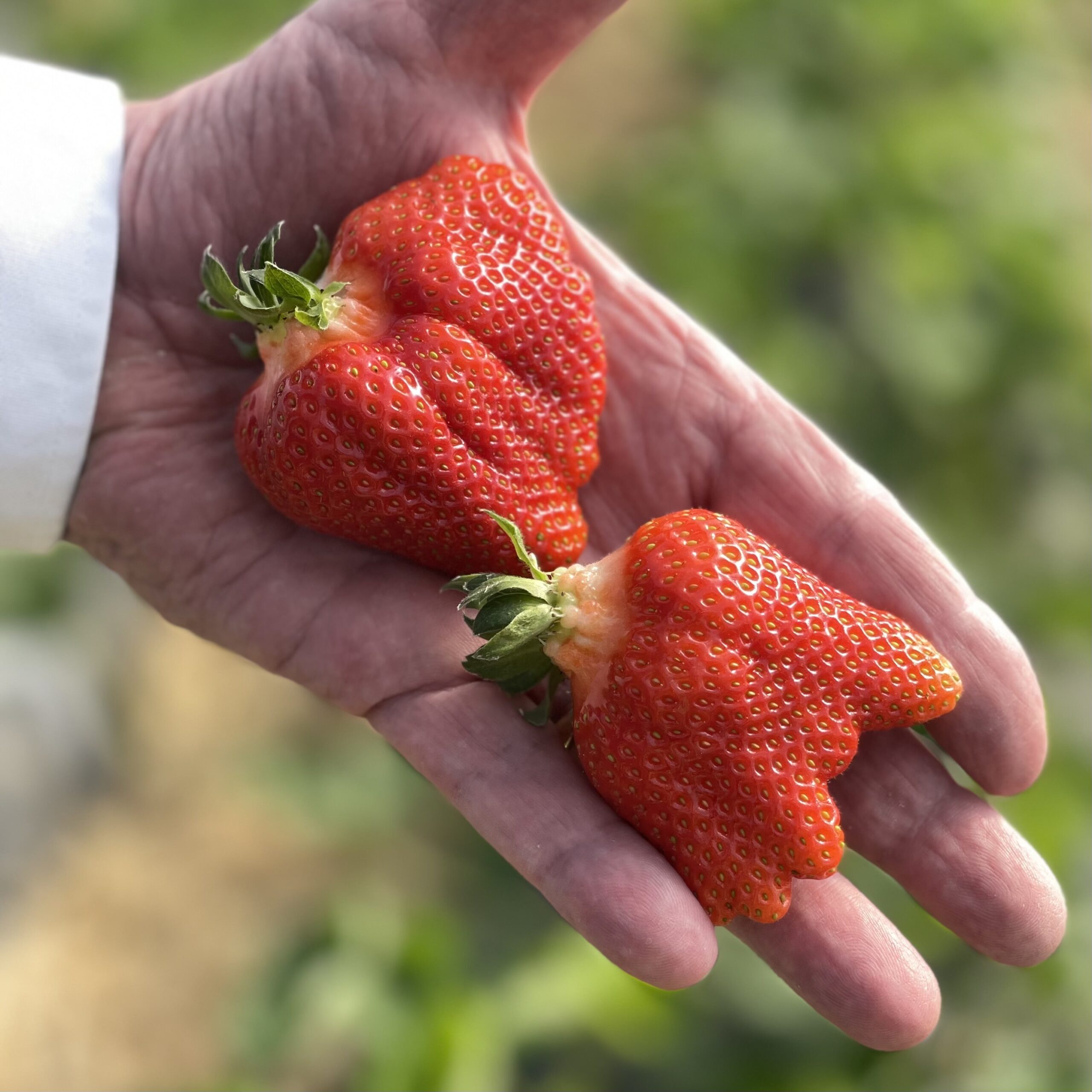 Клубника "Азия" (10 шт) (ОКС)