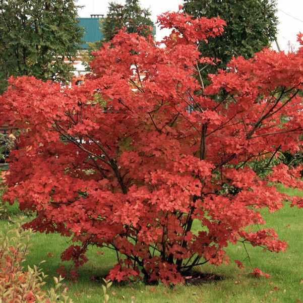 Бересклет крылатый