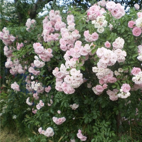 Роза парковая "Букет Парфе"