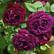 Роза плетистая "Сувенир де Доктор Жаман"