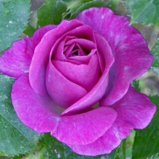 Роза чайно-гибридная "Виолет Парфюм"