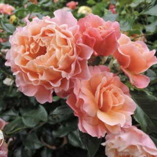 Роза флорибунда "Мари Кюри"