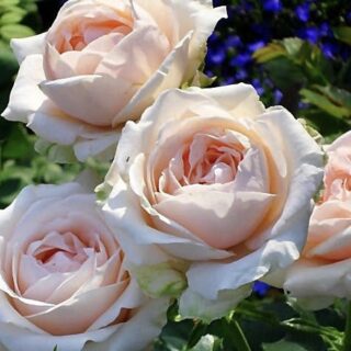 Роза флорибунда "Акрополис"