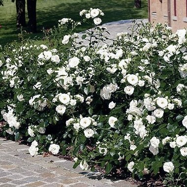 Роза флорибунда "Акрополис"