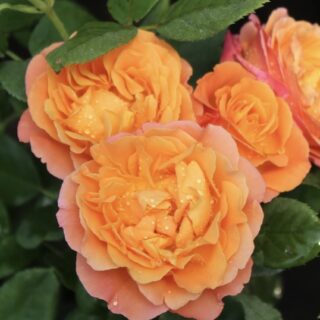 Роза чайно-гибридная "Ибица"